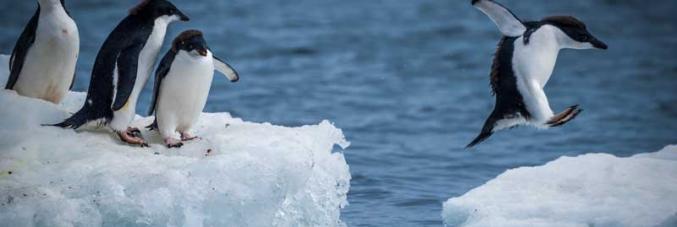 pinguins