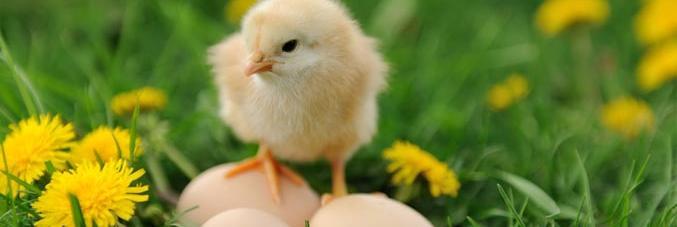 chicken