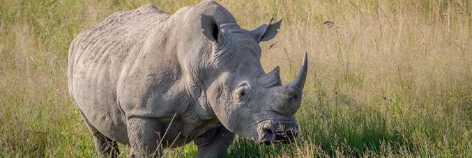 Ceratotherium simum cottoni