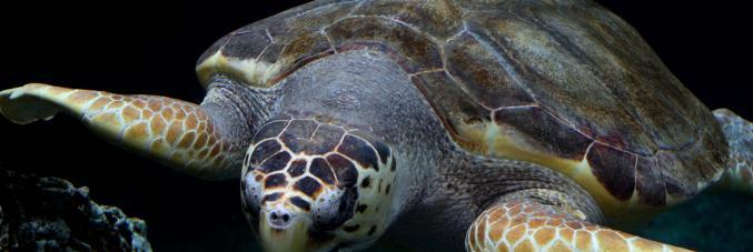 turtle