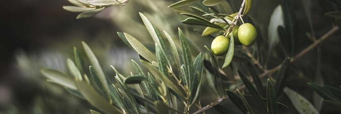 olive