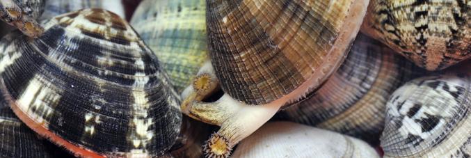 clams