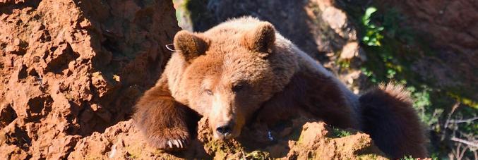 bear