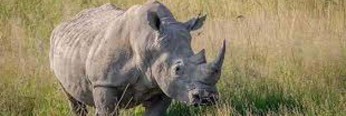 rhino