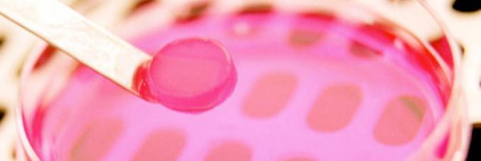 staminal cells