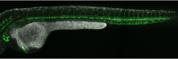 zebrafish