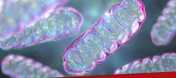 mitochondrial