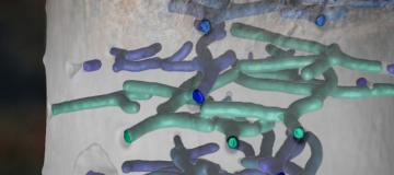 3D Tunnels of Wood-Dwelling Insects