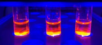 lab