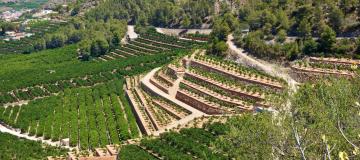 Coltivazione di arancio su terrazzamenti in aree ad alta pendenza a Valencia (Spagna)