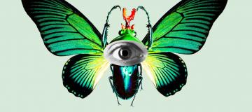 farfalla