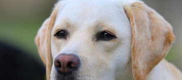 labrador