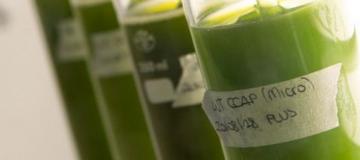 microalgae