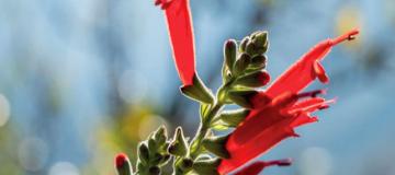 salvia haenkei