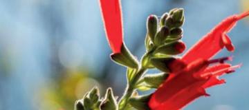 salvia