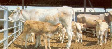 cows