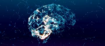 brain
