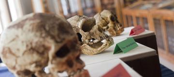 museo di antropologia di padova