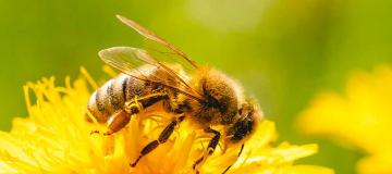 bee