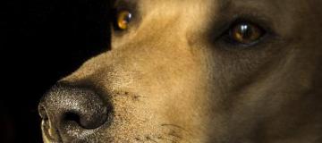 dog