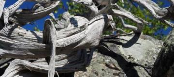 picture of juniper discovered