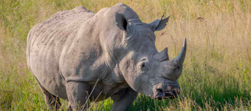 rhino