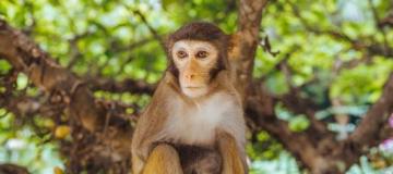 monkey