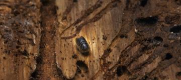 beetle