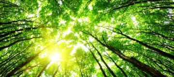 alberi