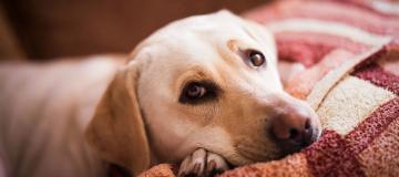 cane triste