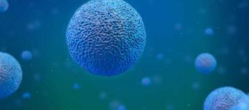 cell