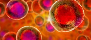 cells
