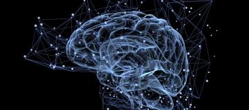 brain