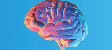 brain