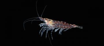 krill