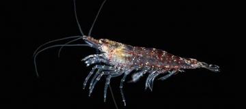 krill