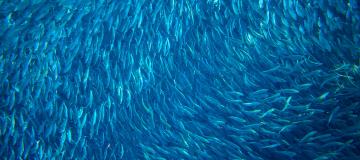 pesce azzurro