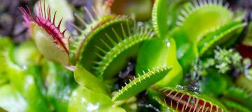 plants