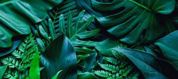 plants