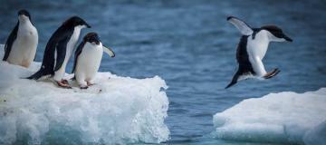 pinguini
