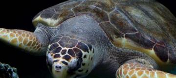 turtle