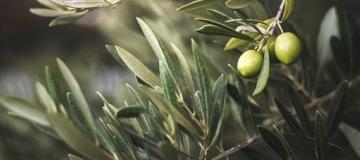 olive