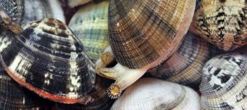 vongole