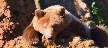 orso