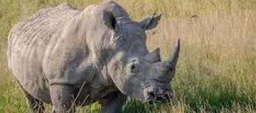 rhino