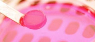 staminal cells