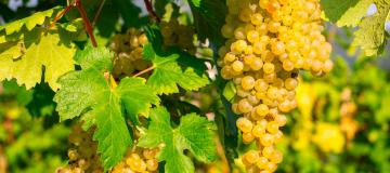 uva glera grappolo